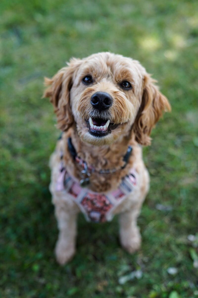 Magnolia (Maggie)
